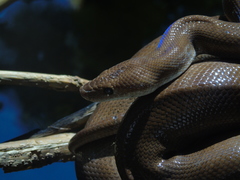 Epicrates maurus