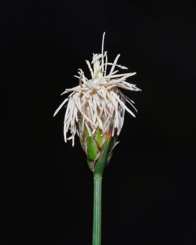 Carex aphylla