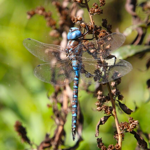 iNaturalist observation photo of Blue-eyed Darner
