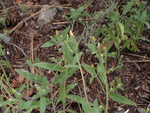 Image of Mentzelia dispersa by (c) Aiva Noringseth, some rights reserved (CC BY)