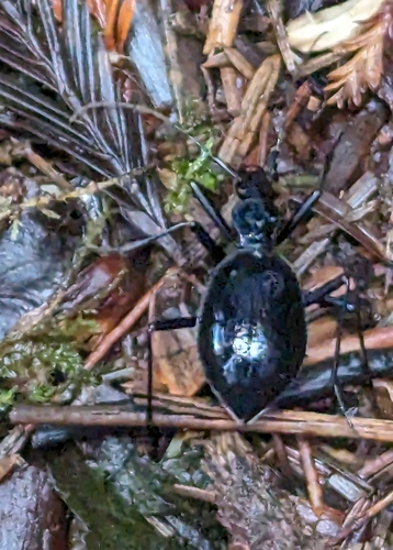 Velvet Snail-eating Beetle photo 5