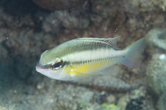 Scolopsis margaritifera