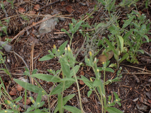Image of Mentzelia dispersa by (c) Aiva Noringseth, some rights reserved (CC BY)