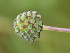 Cephalaria