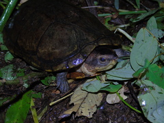 Kinosternon scorpioides scorpioides