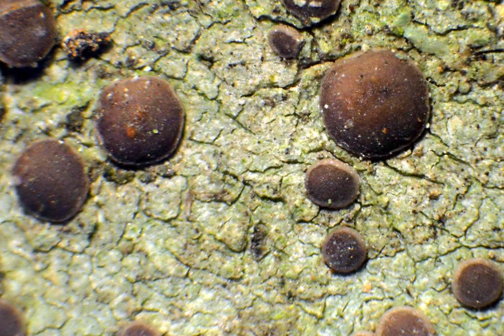 Bacidia idahoensis
