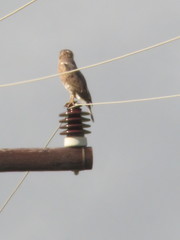 Circaetus fasciolatus