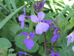 Orychophragmus violaceus