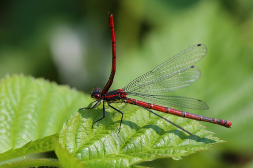 Large Red Damselfly, photo 10 of 10