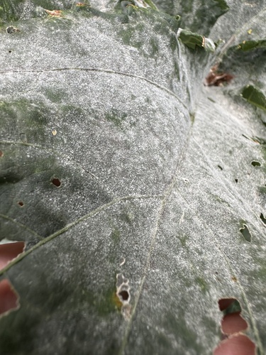 Oidium observed 2023-10-11