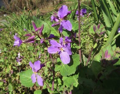 Orychophragmus violaceus