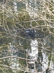 Lithobates sylvaticus