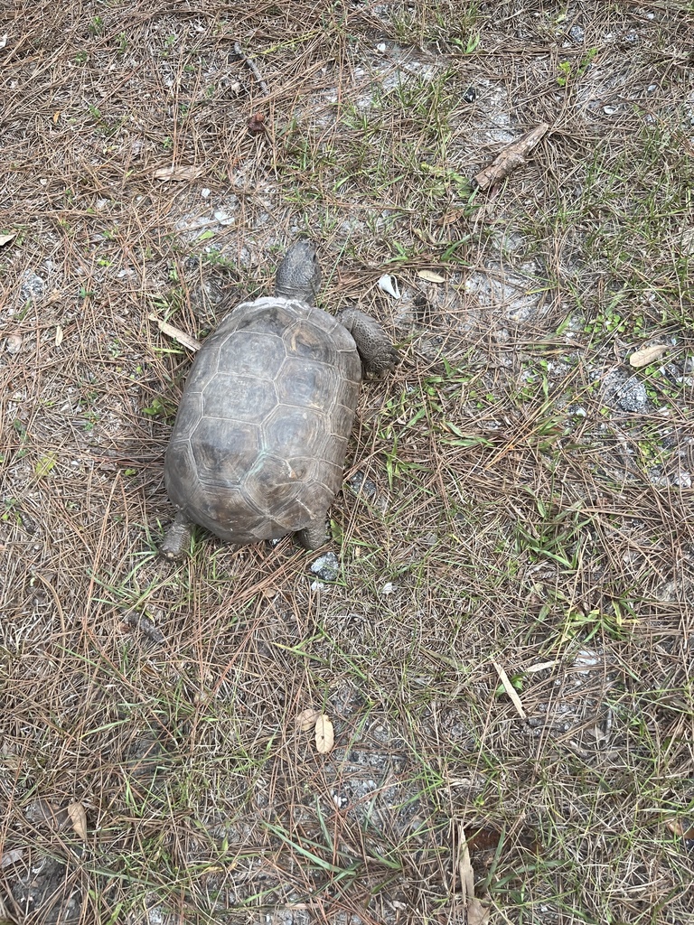 Gopher Tortoise in October 2023 by giunta_m_309. Visual Description: It ...