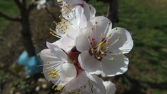 Prunus armeniaca