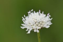 Cephalaria