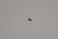 Accipiter virgatus fuscipectus