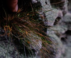 Ficinia esterhuyseniae