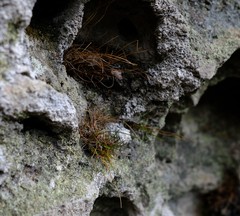 Ficinia esterhuyseniae