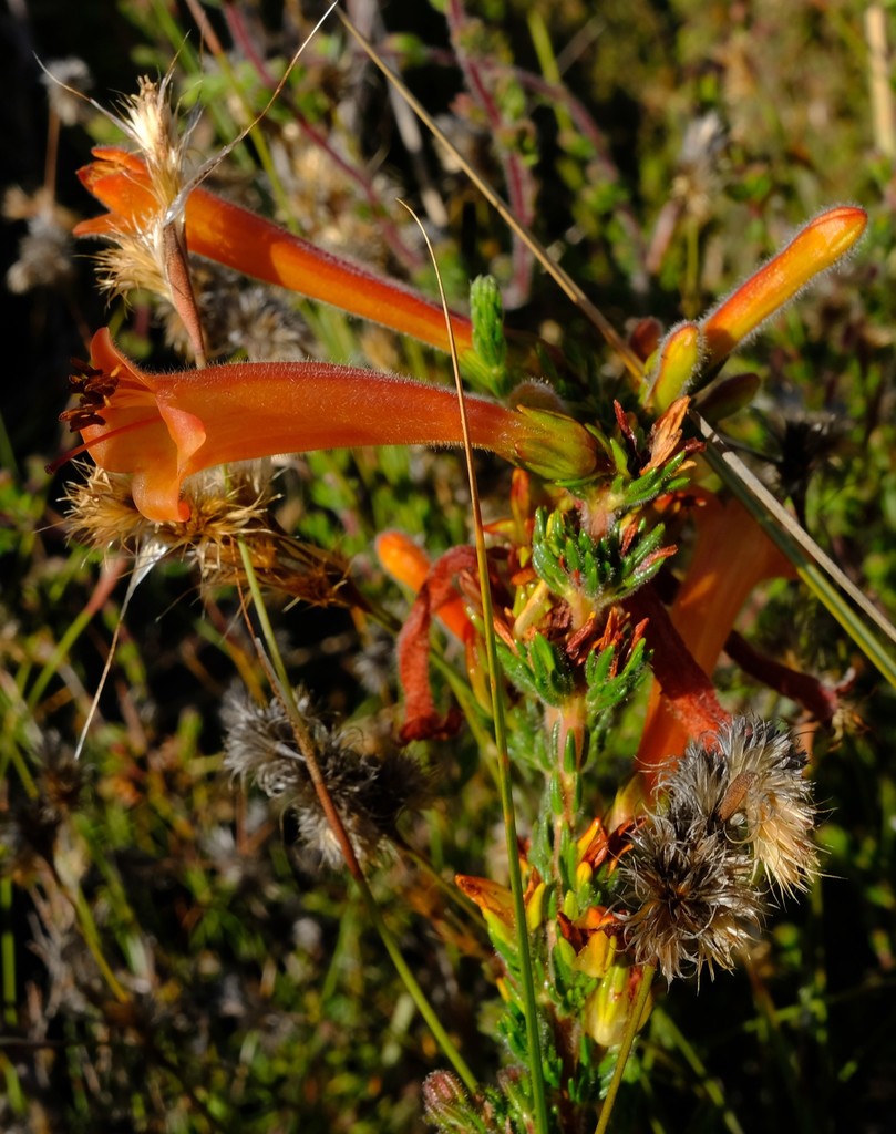 Erica conspicua