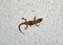 Hemidactylus turcicus