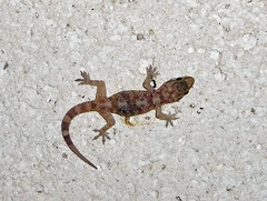 Hemidactylus turcicus