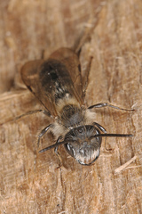 Andrena