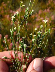 Lachnaea funicaulis