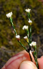 Lachnaea funicaulis