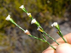 Lachnaea funicaulis