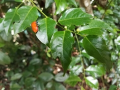 Calliphara imperialis