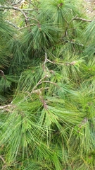Pinus maximinoi