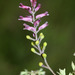 Schleicher's Fumitory - Photo (c) V.S. Volkotrub, some rights reserved (CC BY-NC)