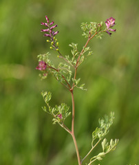 Fumaria schleicheri
