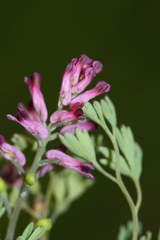 Fumaria schleicheri