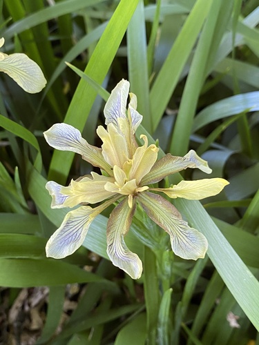 Stinking iris (Iris foetidissima)
