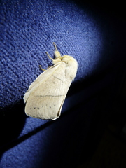 Philotherma rosa