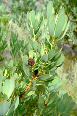 Leucadendron gydoense