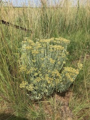 Helichrysum callicomum