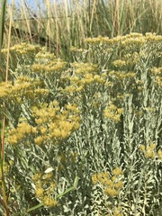 Helichrysum callicomum