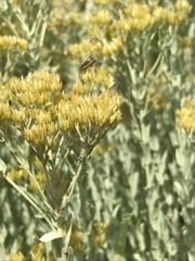 Helichrysum callicomum