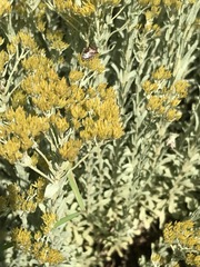 Helichrysum callicomum