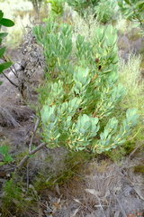 Leucadendron gydoense