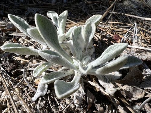 iNaturalist observation photo of pumice alpinegold
