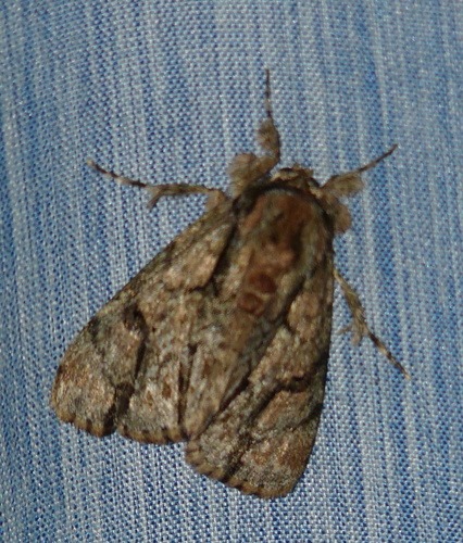Tanocryx