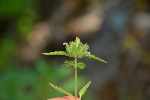 Image of Dracocephalum parviflorum by no rights reserved