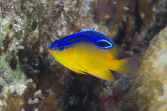 Pomacentrus simsiang