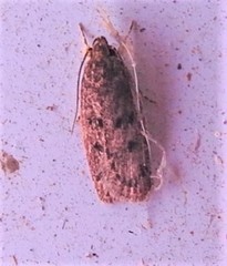 Doleromima hypoxantha