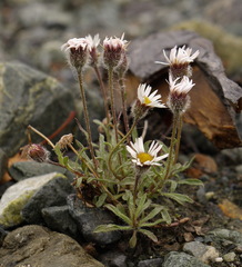 Erigeron purpuratus
