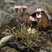 Purple Fleabane - Photo (c) Andy Fyon, some rights reserved (CC BY-NC), uploaded by Andy Fyon