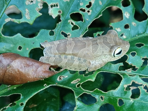 Amapa Treefrog, Boana dentei